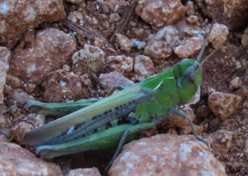 Réf. 310 742 : Chorthippus sp.